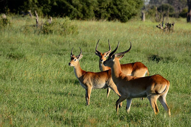 Wildlife along the Khwai River