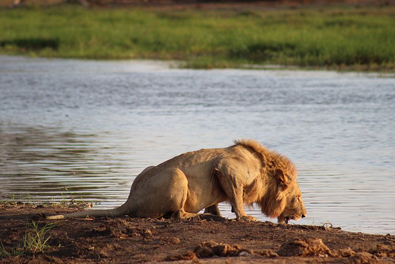 Elephants in Moremi Game Reserve wetlands