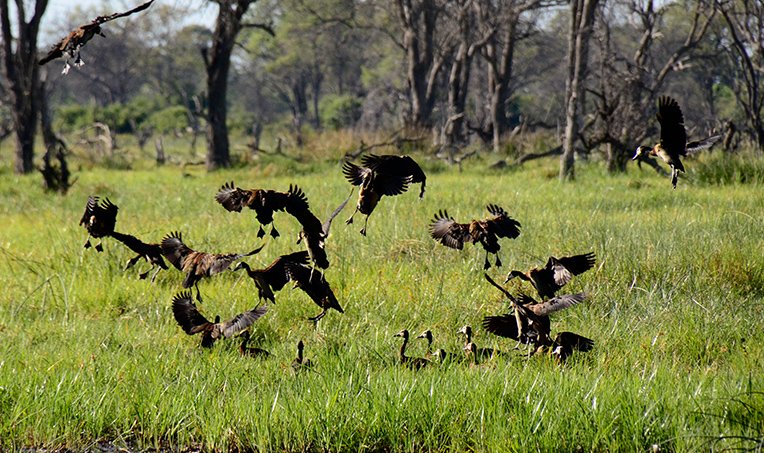Traditional mokoro in the Okavango Delta