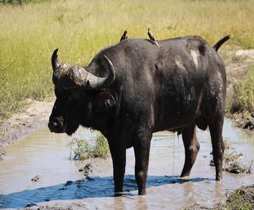 Traditional mokoro in the Okavango Delta